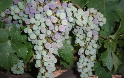 Smoke Taint on Young Grapes