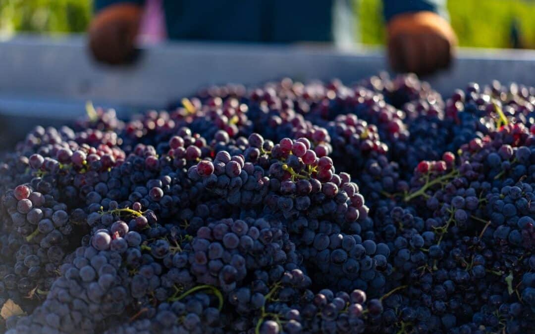 red grapes in large bin